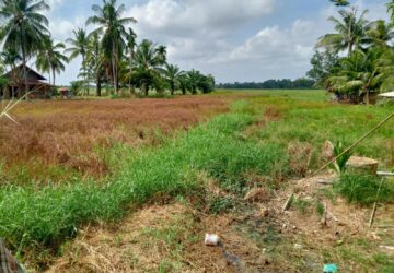 Petani Baktiya Kesulitan Air, Saluran Irigasi Rusak Belum Tertangani