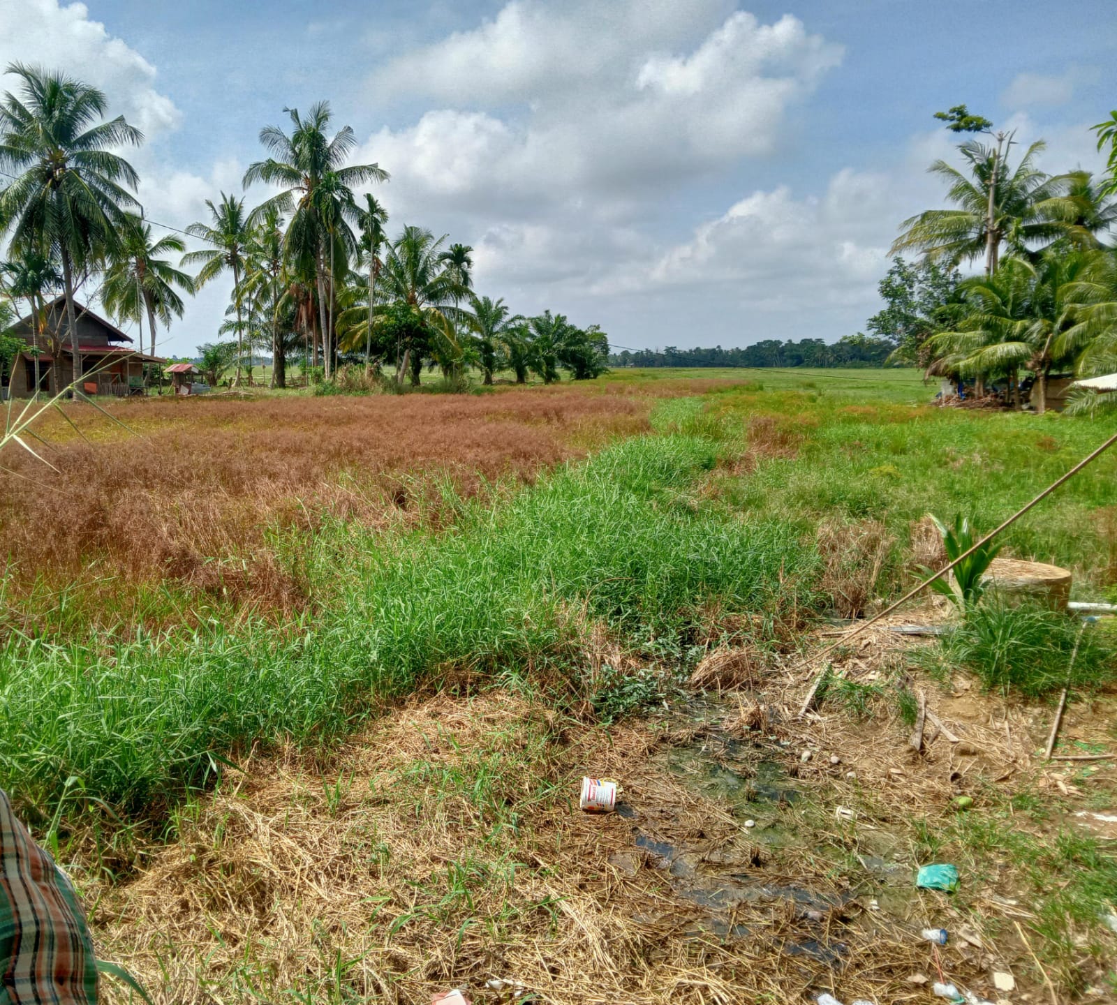 Kondisi sawah di pemukiman warga kecamatan baktiya sangat mengeringkan di kabupaten aceh utara.