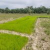 Sawah Kering, Petani Minta Pemda Aceh Utara Turun Tangan