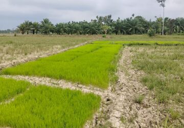 Sawah Kering, Petani Minta Pemda Aceh Utara Turun Tangan