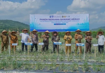 BI Aceh Panen Perdana Bawang Merah di Lahan Bekas Banjir Pidie Jaya