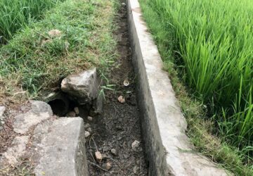 Sawah di Indrapuri Terancam Gagal Tumbuh Akibat Kekeringan
