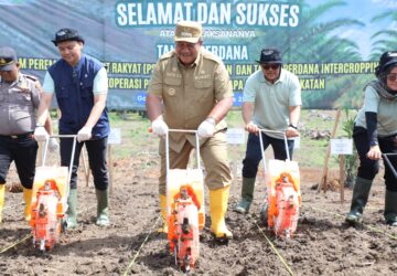 Bupati Tanam Perdana Sawit Replanting Dan Padi Gogo di Koperasi Kesepakatan