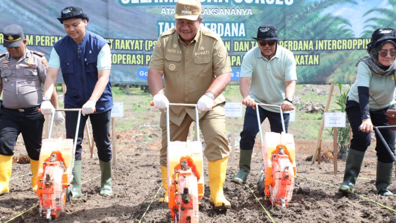 Bupati Tanam Perdana Sawit Replanting Dan Padi Gogo di Koperasi Kesepakatan