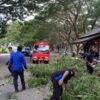 Angin Kencang Tumbangkan Pohon di Jalur Nasional Banda Aceh–Medan, Arus Lalu Lintas Sempat Terganggu