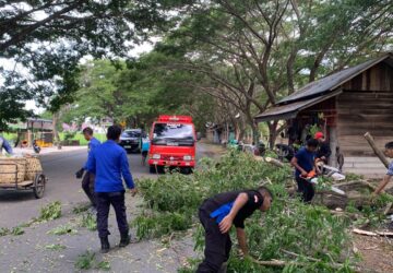 Angin Kencang Tumbangkan Pohon di Jalur Nasional Banda Aceh–Medan, Arus Lalu Lintas Sempat Terganggu