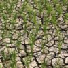 2.125 Hektare Sawah di Aceh Besar Terdampak Kekeringan