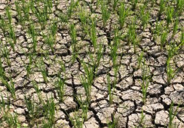 2.125 Hektare Sawah di Aceh Besar Terdampak Kekeringan