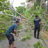 Angin Kencang Tumbangkan Pohon di Tiga Lokasi Aceh Besar