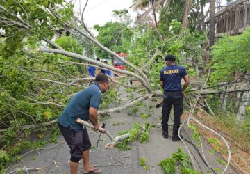 Angin Kencang Tumbangkan Pohon di Tiga Lokasi Aceh Besar