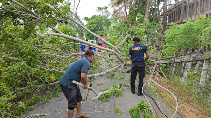 Angin Kencang Tumbangkan Pohon di Tiga Lokasi Aceh Besar