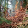 Api Bakar 1 Hektare Lahan Rumbia Dekat Permukiman Warga di Aceh Besar