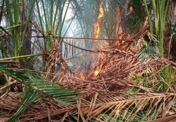 Api Bakar 1 Hektare Lahan Rumbia Dekat Permukiman Warga di Aceh Besar