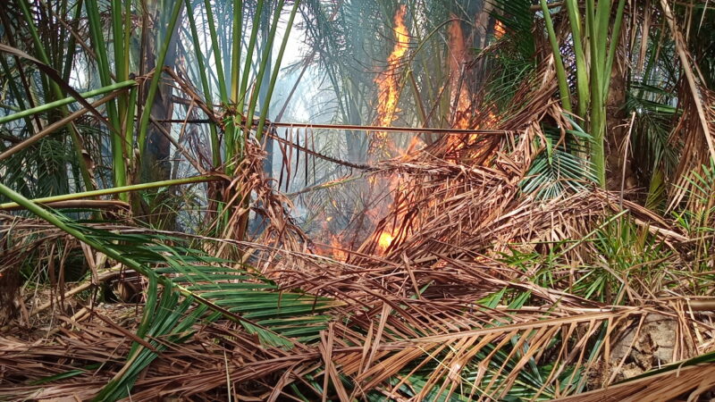 Api Bakar 1 Hektare Lahan Rumbia Dekat Permukiman Warga di Aceh Besar