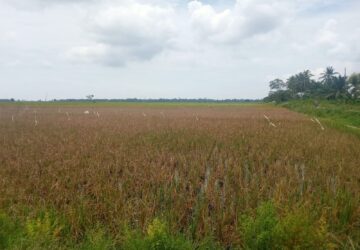 Ratusan Hektare Padi Diserang Tikus, Petani di Madat Aceh Timur Gagal Panen