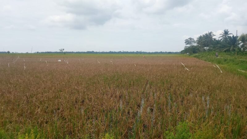 Ratusan Hektare Padi Diserang Tikus, Petani di Madat Aceh Timur Gagal Panen