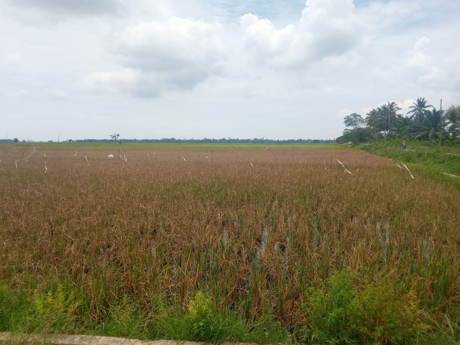 Tanaman padi petani di Kecamatan Madat Aceh Timur rusak akibat serangan hama tikus