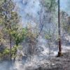 Cuaca Panas, Api Melahap 2 Hektare Lahan disamping jalan Nasional