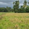 Pergi Lihat Kerbau, Pria di Aceh Utara Ditemukan Meninggal di Sawah