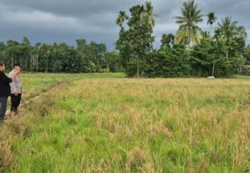 Pergi Lihat Kerbau, Pria di Aceh Utara Ditemukan Meninggal di Sawah