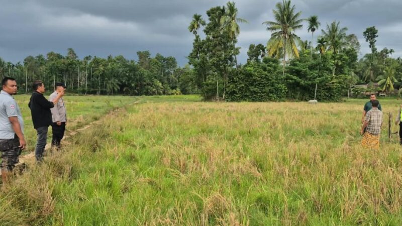 Pergi Lihat Kerbau, Pria di Aceh Utara Ditemukan Meninggal di Sawah