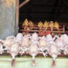 Pasokan Menipis, Harga Ayam di Pasar Al-Mahirah Banda Aceh Naik Jadi Rp75 Ribu per Ekor
