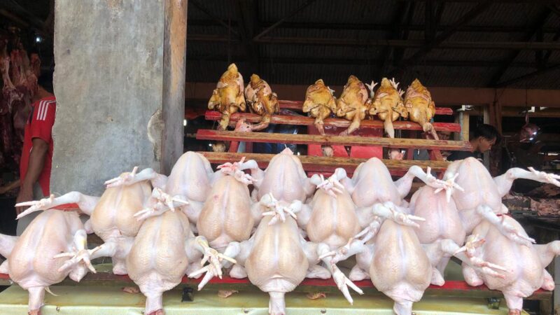 Pasokan Menipis, Harga Ayam di Pasar Al-Mahirah Banda Aceh Naik Jadi Rp75 Ribu per Ekor
