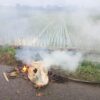 Tragis! Petani di Aceh Utara Tewas Tertimpa Patahan Pohon Kelapa
