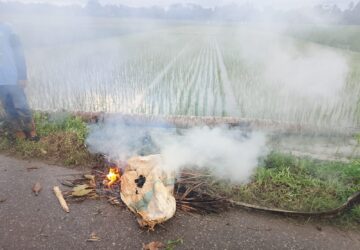 Tragis! Petani di Aceh Utara Tewas Tertimpa Patahan Pohon Kelapa