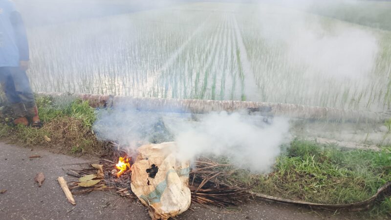 Tragis! Petani di Aceh Utara Tewas Tertimpa Patahan Pohon Kelapa