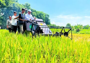 Produksi Beras Indonesia Naik 13,29 Persen